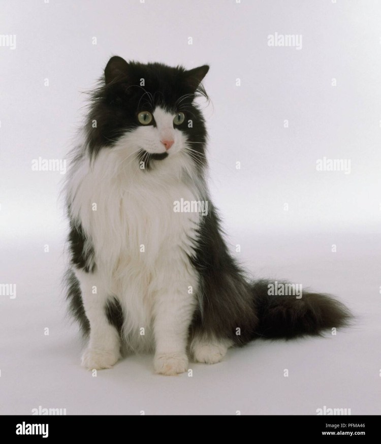 Чёрно-белый пушистый кот