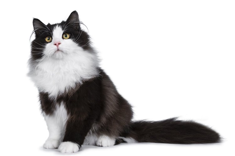 Сибирская кошка биколор черно белый
