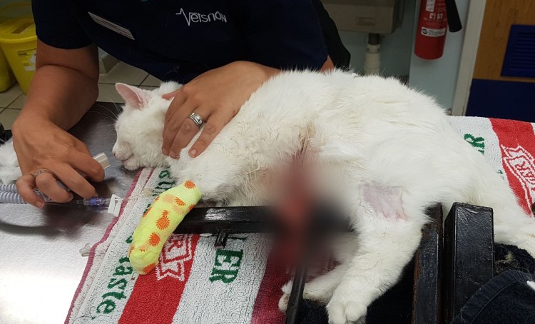 Мочекаменная болезнь мкб у кота