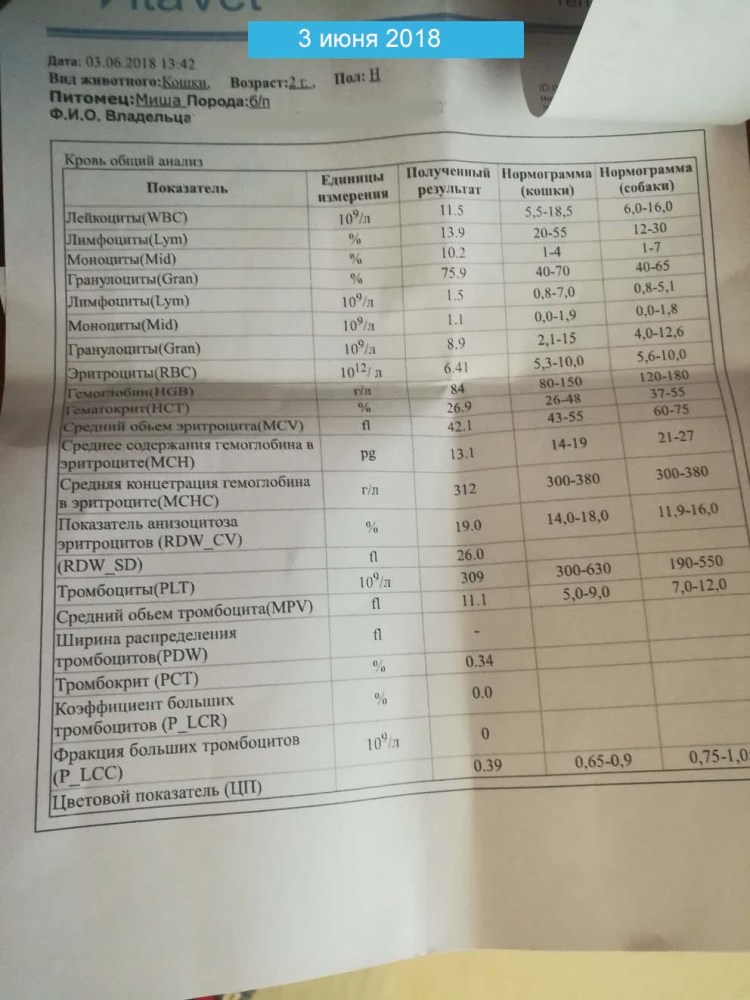 Симптомы мочекаменной болезни у котов и кошек
