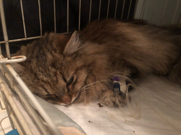 Остеохондропатия лечение у кошек