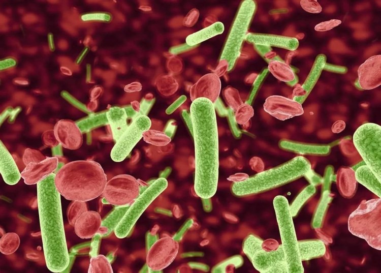 Кошачья чумка панлейкопения