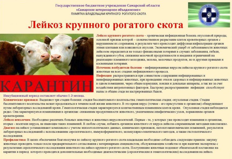 Purevax вакцина для кошек