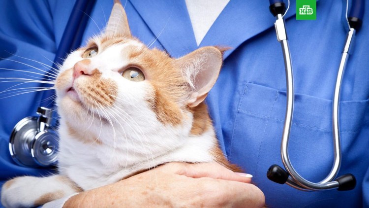 Как лечить мочекаменную болезнь у кошек