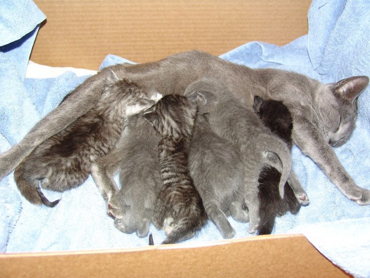 Вирусная лейкемия кошек