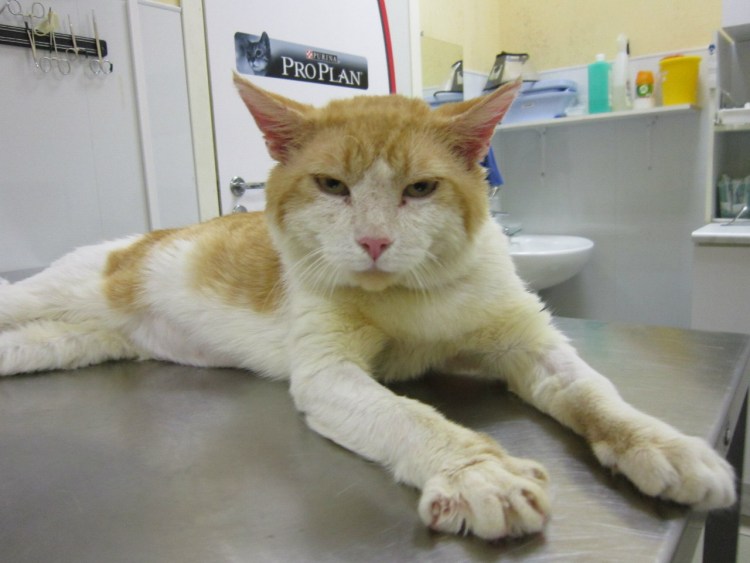 Кошачий вирус иммунодефицита