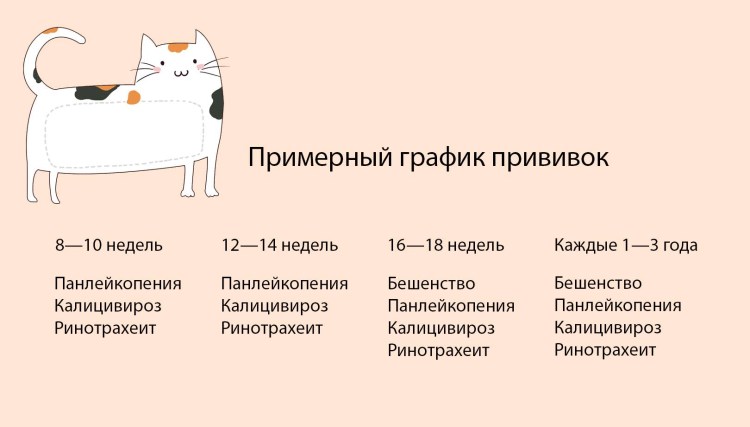 Прививки для кошек