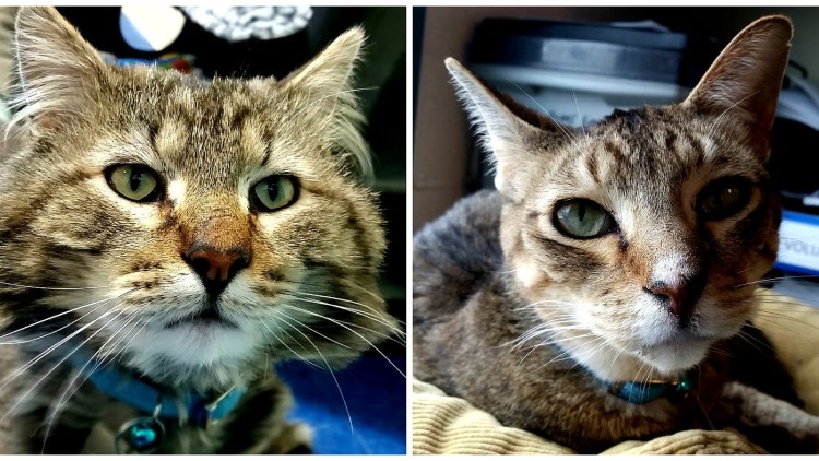 Невосприимчивость в инфекционных болезнях