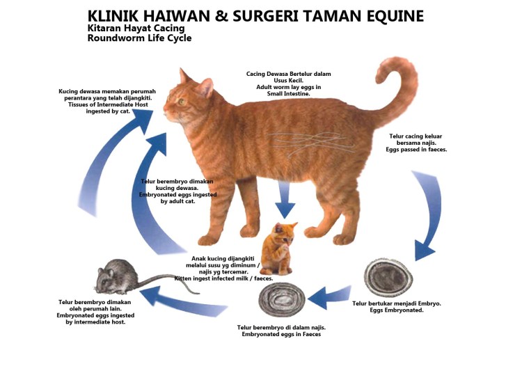 Чумка панлейкопения у кошек