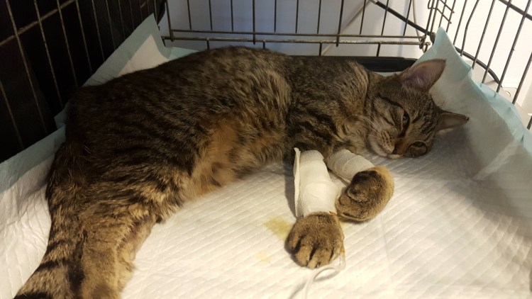 Оцикет черный