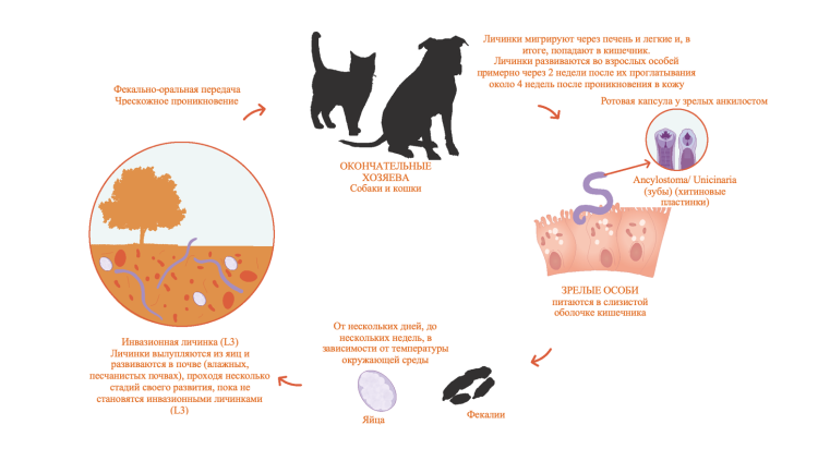 Пучеглазие у кошек фото
