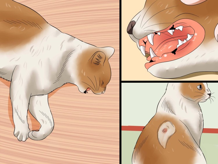 Вирусная лейкемия кошек симптомы