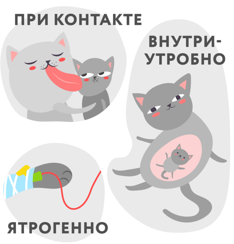 Лейкоз кошек вирус способы передачи