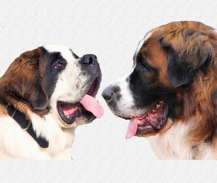 Сенбернар и Московская сторожевая