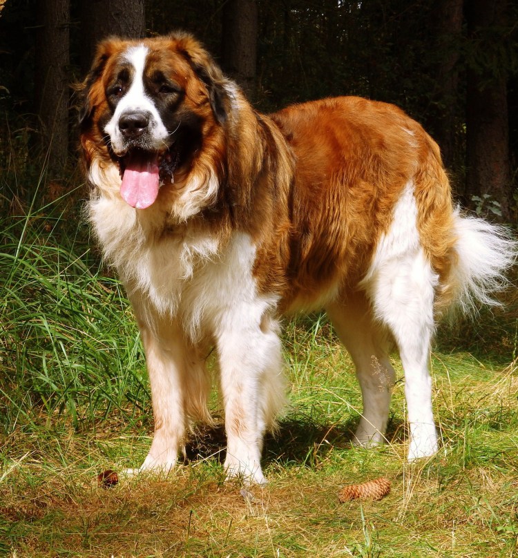 Длинношерстный Сенбернар