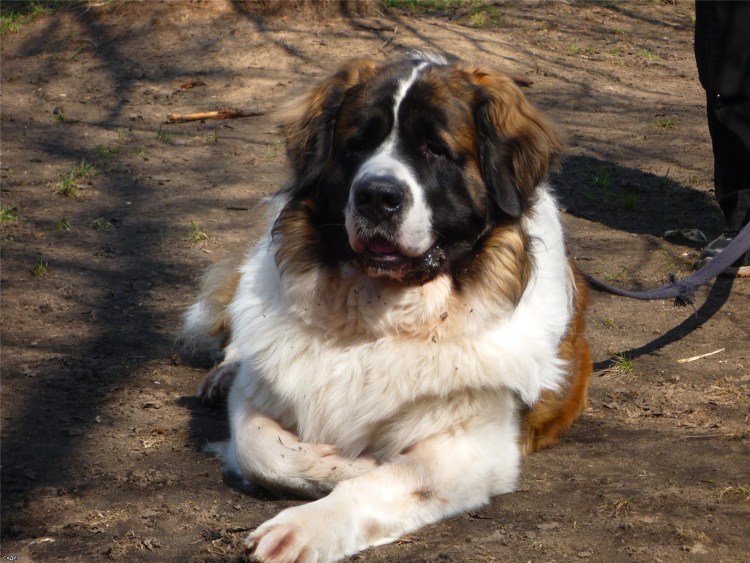 Сенбернар смешные фото