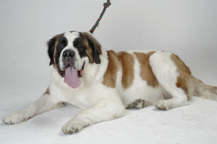 Сенбернар щенок