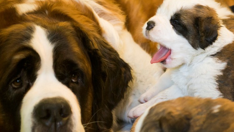 Сенбернар с ребенком