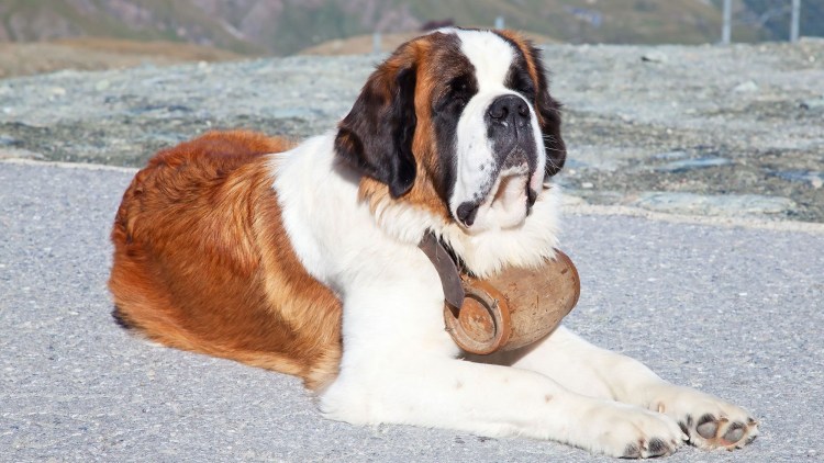 Бетховен порода Сенбернар