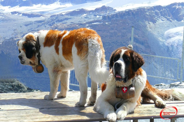 Мокрый Сенбернар