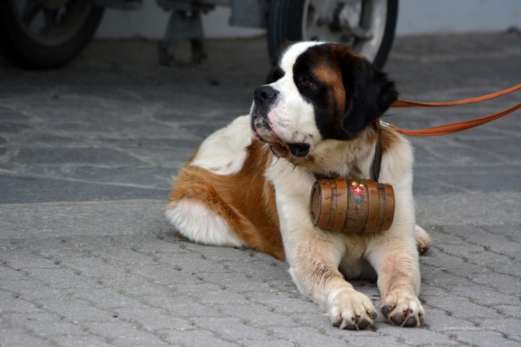 Золотистый Сенбернар