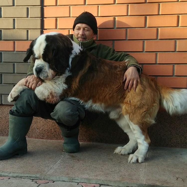 Кавказская овчарка Сенбернар Московская сторожевая