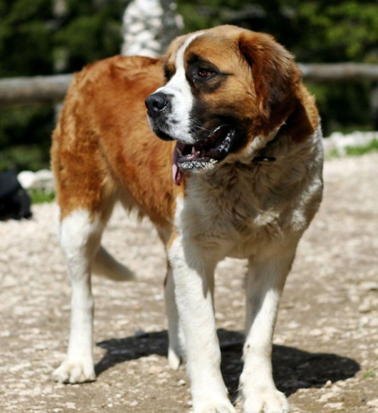 Сенбернар рыжий