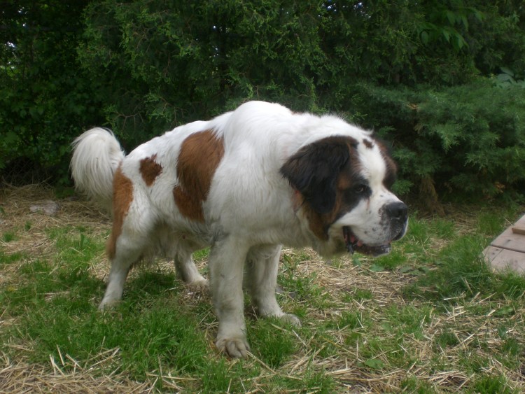 Бернар Сенбернар фильм