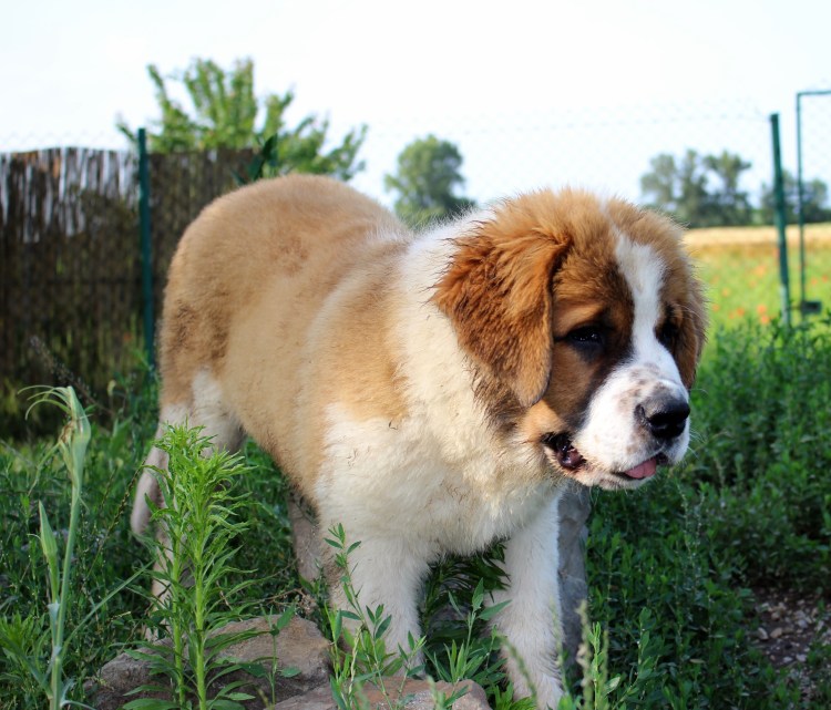 Сенбернар и Московская сторожевая