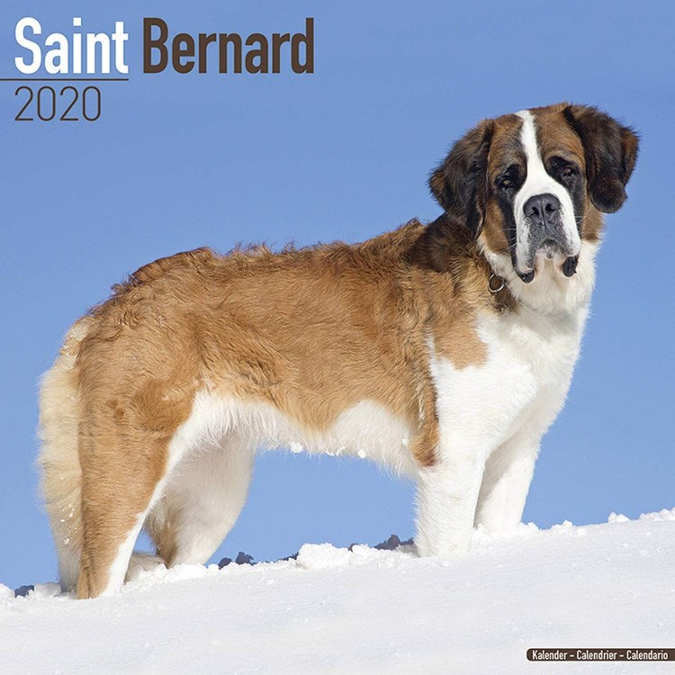 Бернский зенненхунд рыжий