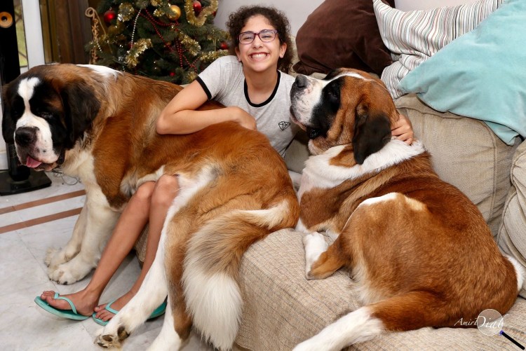 Тибетский Сенбернар