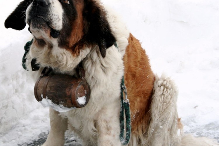 Собака похожая на сенбернара только меньше