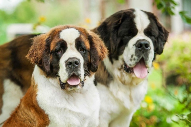 Бренди Сенбернар