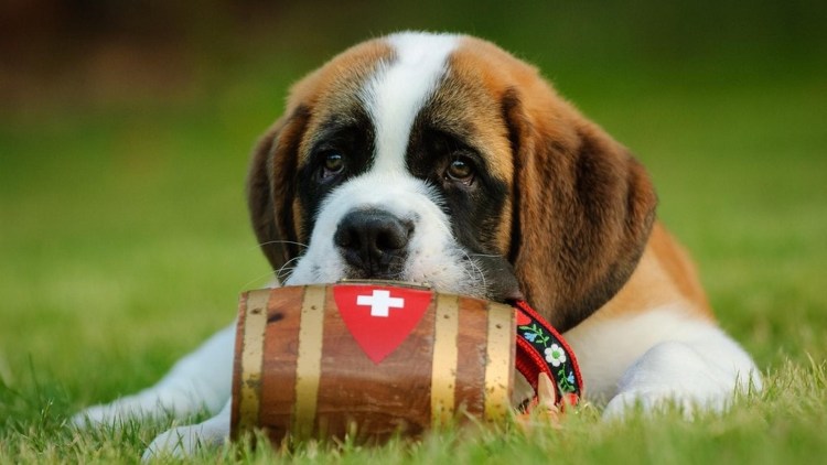 Сенбернар и Московская сторожевая