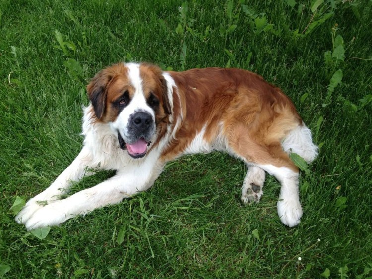 Длинношерстный Сенбернар трехцветный