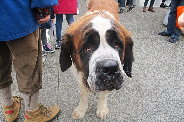 Сент Бернард порода собак