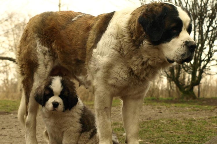 Сенбернар Бетховен