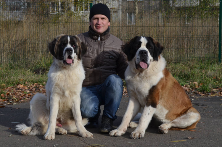 Сенбернар сторожевая собака