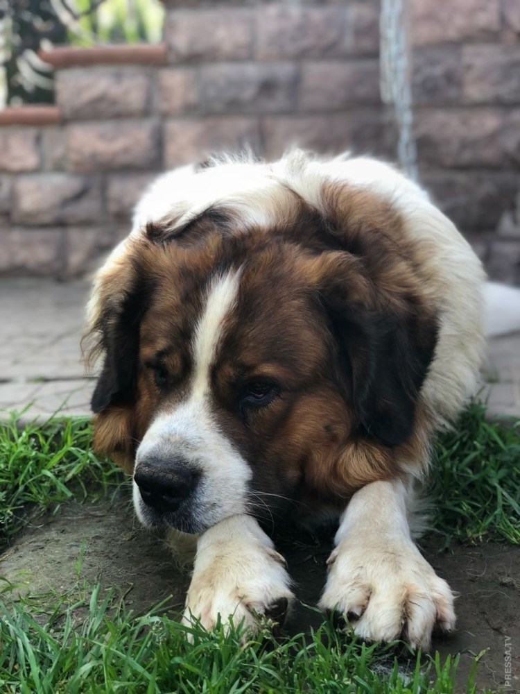 Saint Bernard with Green Eyes