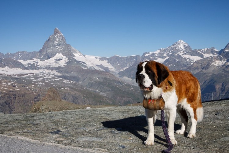 Сенбернар Барри