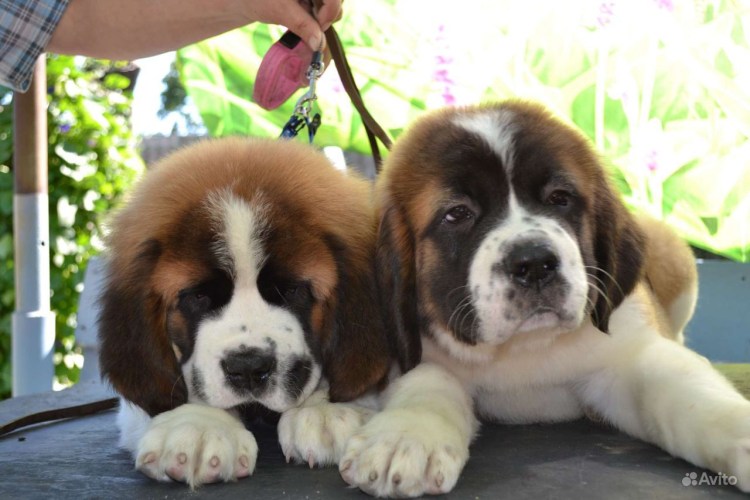 Карликовый Сенбернар