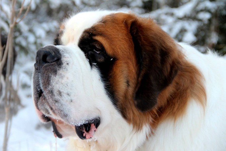 Сенбернар и волк