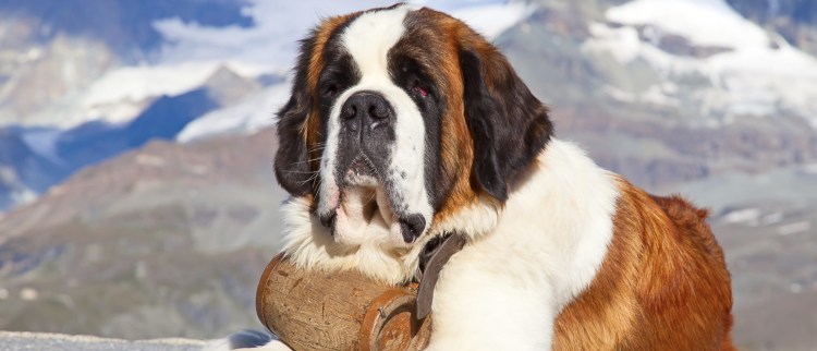 Порода Сенбернар