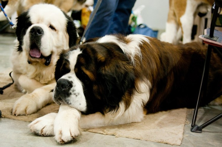 Сенбернар альбинос