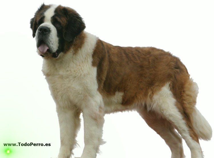 Длинношерстный Сенбернар
