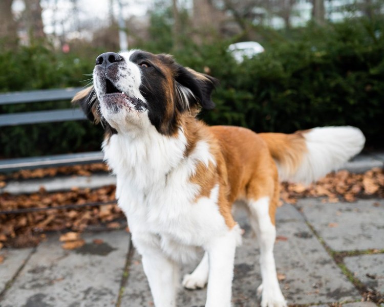 Московская сторожевая рыжая
