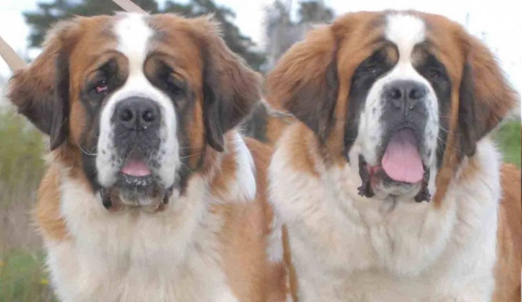 Длинношерстный Сенбернар