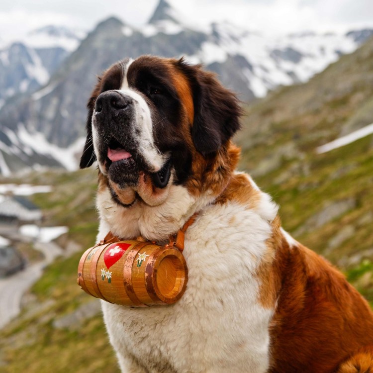 Крупная собака Бетховен