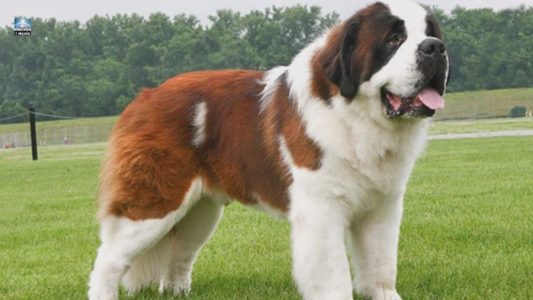 Сенбернар и Московская сторожевая