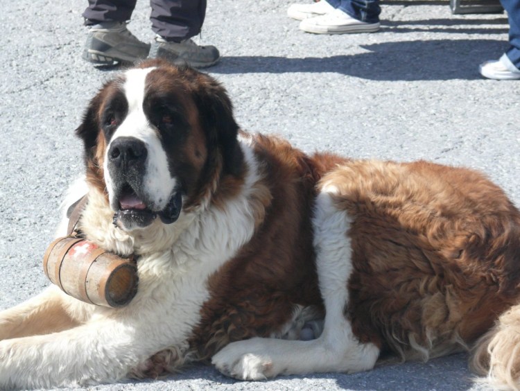 Шотландский Сенбернар